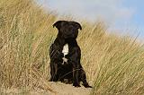 STAFFIE 297